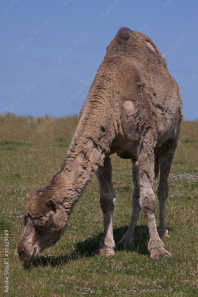 Fototapeta premium feeding camel 4591