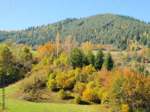 Fototapeta Naklejka Na Ścianę i Meble -  autumn forest