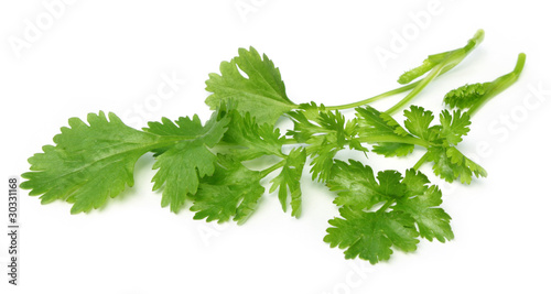 Fresh coriander leaves