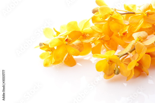 Fototapeta Naklejka Na Ścianę i Meble -  モカラ