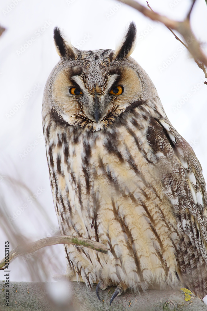 Obraz premium Long-eared Owl