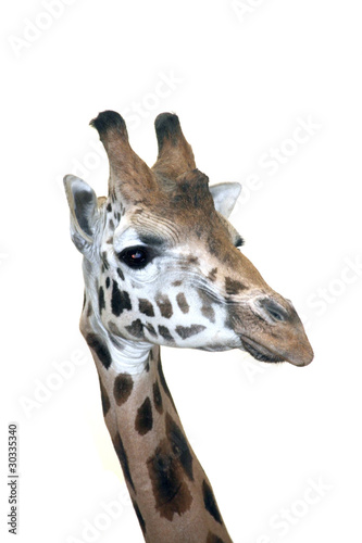 Head of a Rotschild giraffe (Giraffa camelopardalis rotschildi)