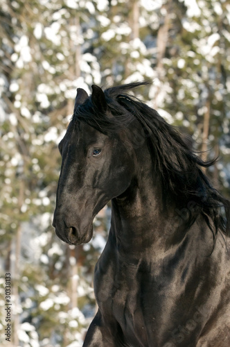 portrait of black Kladruber horse