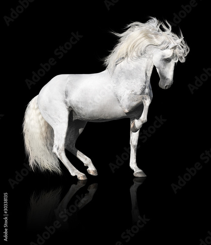 white andalusian horse stallion isolated on black photo