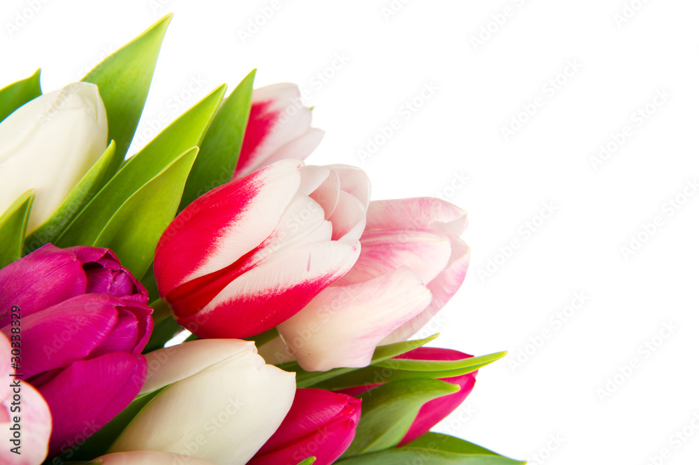 Colorful bouquet tulips