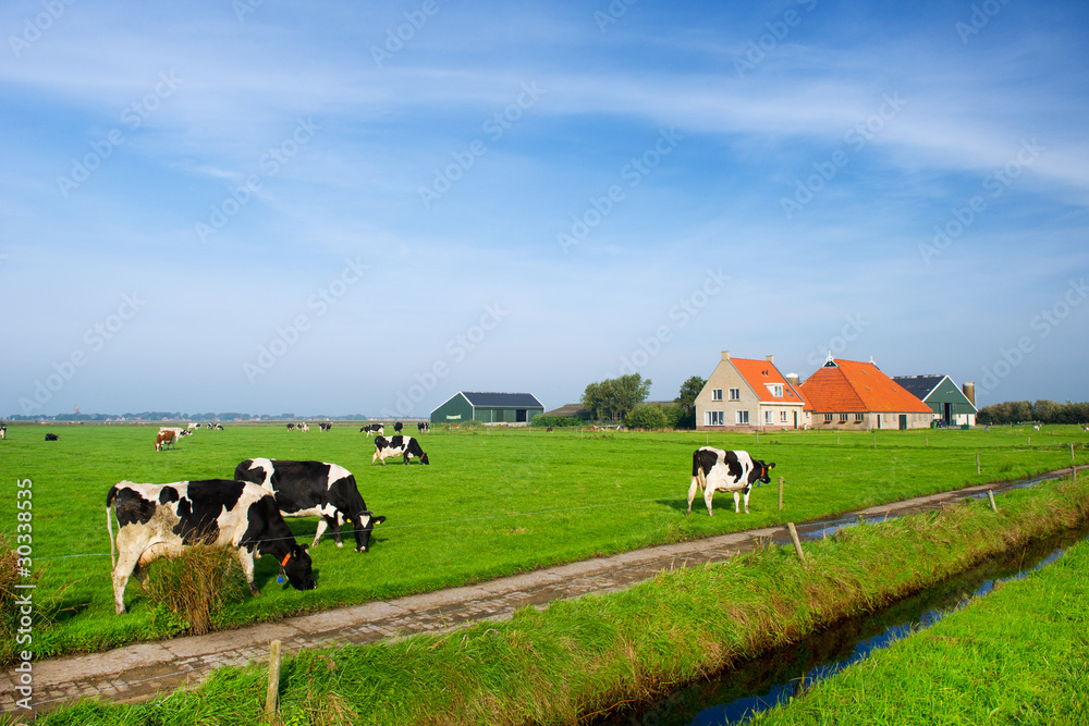 Fototapeta premium Typical dutch landscape
