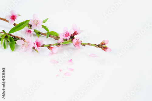 peach flowers and leaves on white background photo