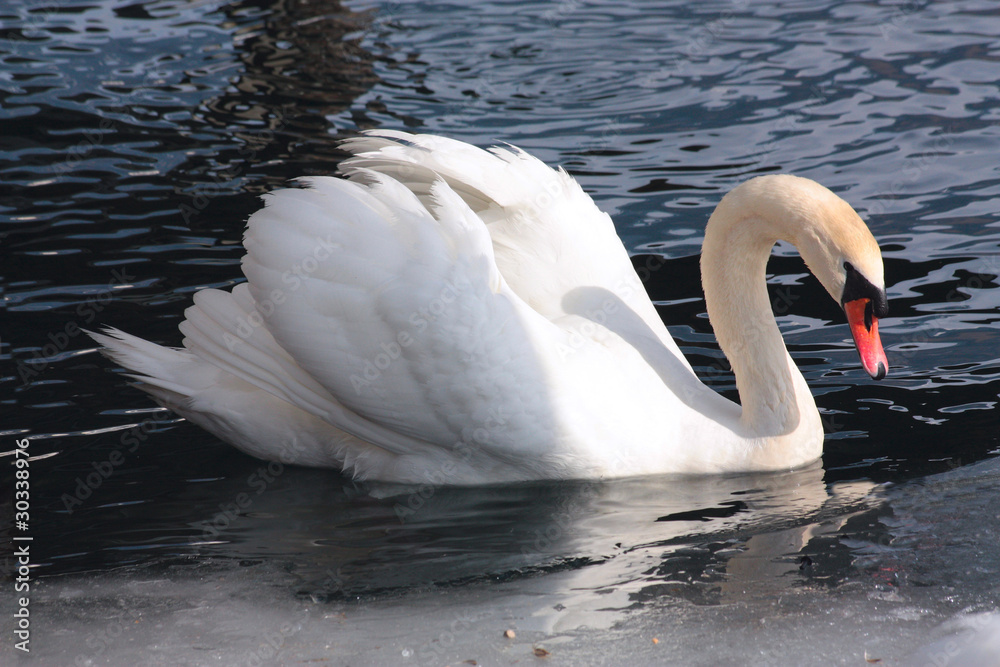 Obraz premium The tender swan on the blue lake surface with ice, Zeller See, Z