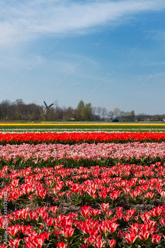 Fields with tulips in Holland