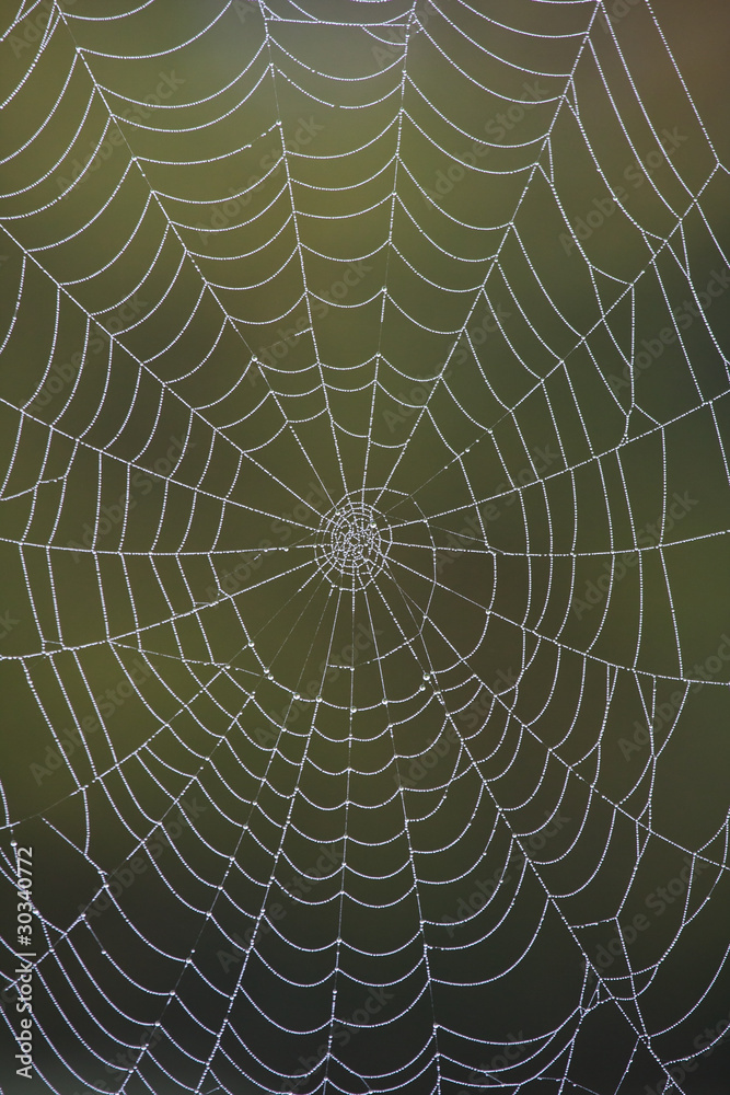 Closeup of a dew-covered spider web