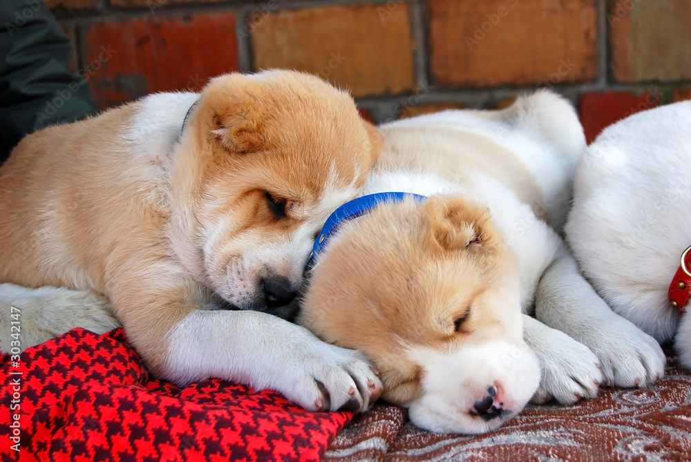 Puppy of Central Asian shepherd dog sleeping Puppy of Central Asian shepherd dog sleeping