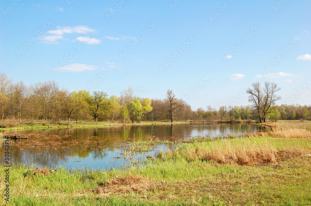Spring tree, forest, lake, meadow and blue sky