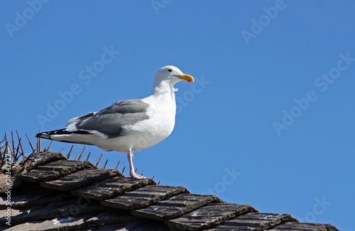 Seagull on Roof