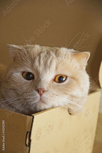 Fototapeta Naklejka Na Ścianę i Meble -  Cat in a box
