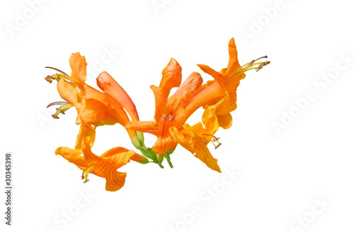 Beautiful Cape Honeysuckle flowers isolated on white