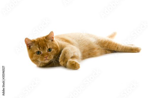 orange british pedigree cat