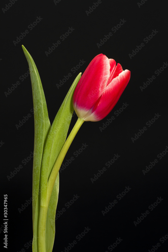 Fototapeta premium Single red tulip on black background