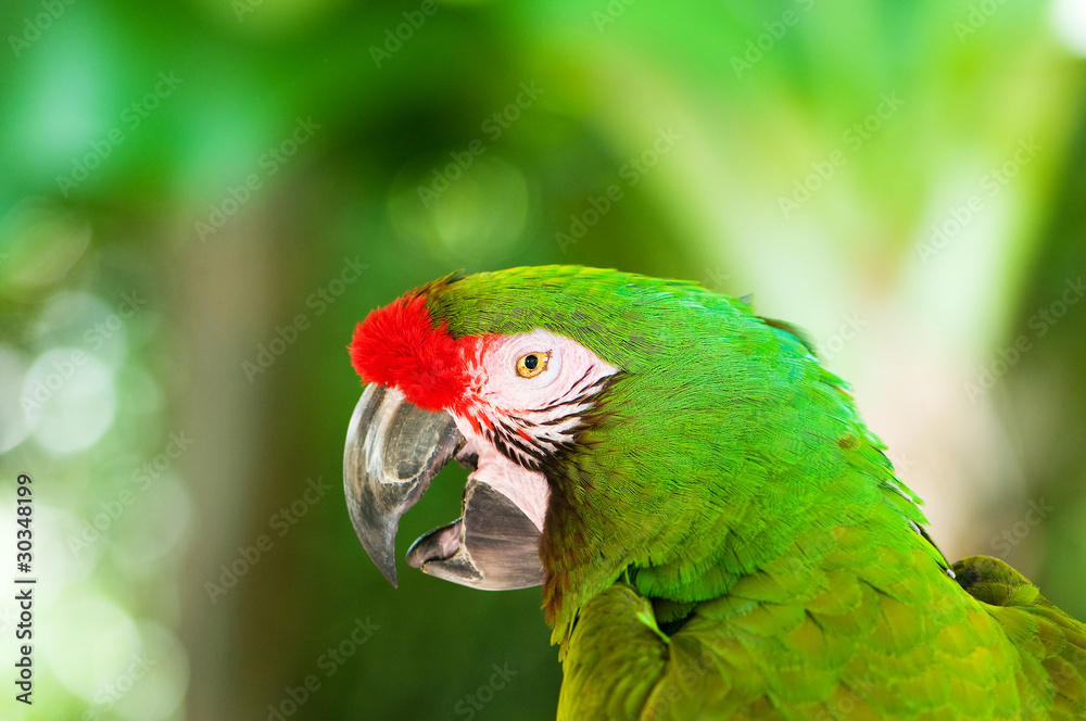 Naklejka premium Colourful parrot bird sitting on the perch