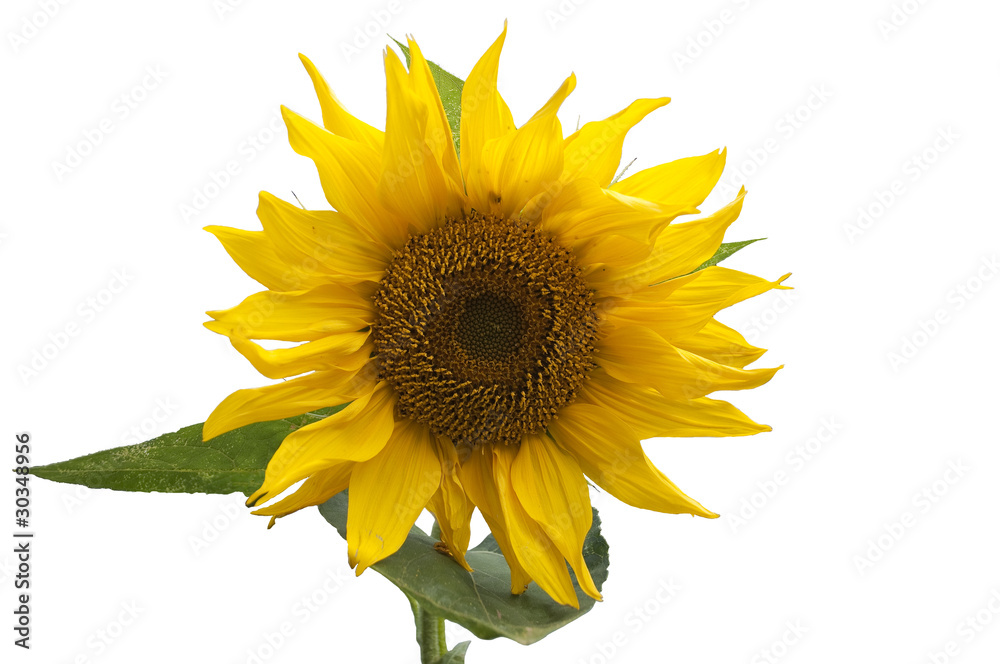 Obraz premium цветок подсолнуха с листьями на белом фоне