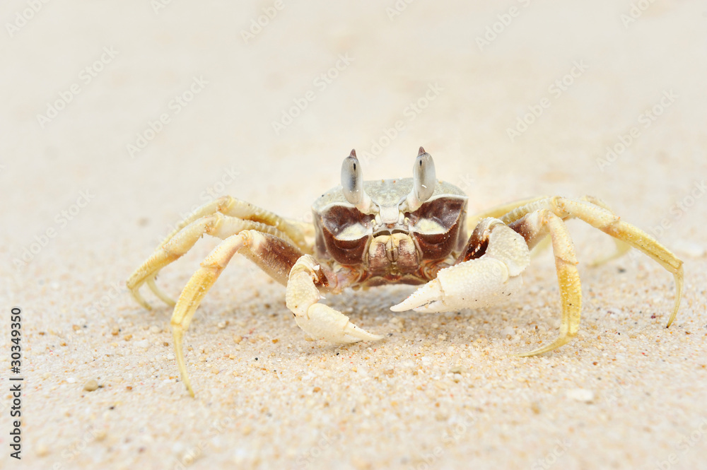 Crab on a beach