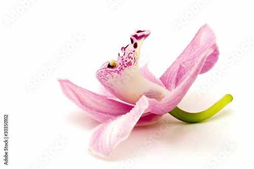 Fototapeta Naklejka Na Ścianę i Meble -  Orchid