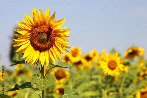 Beautiful sunflowers in Thailand