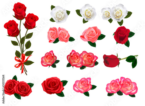 Set of a beautiful roses on a white background. Vector.