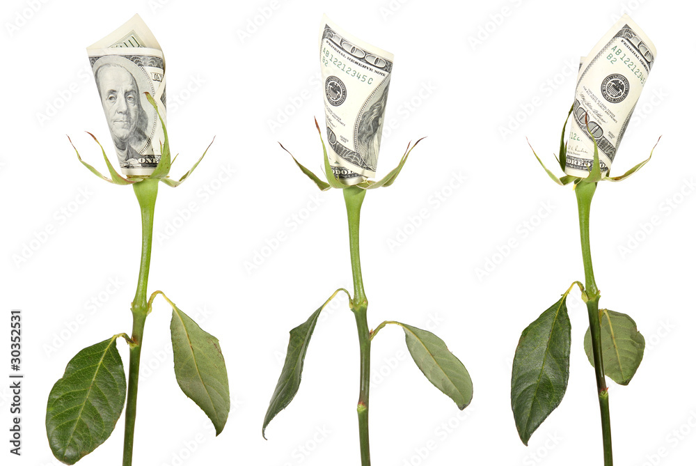 Obraz premium Flower of the American dollar