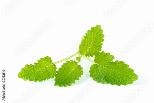 lemon balm photo