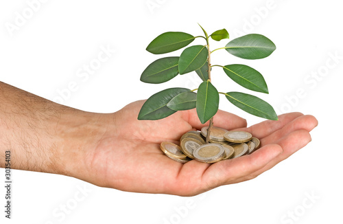 Palm with a tree growng from pile of coins