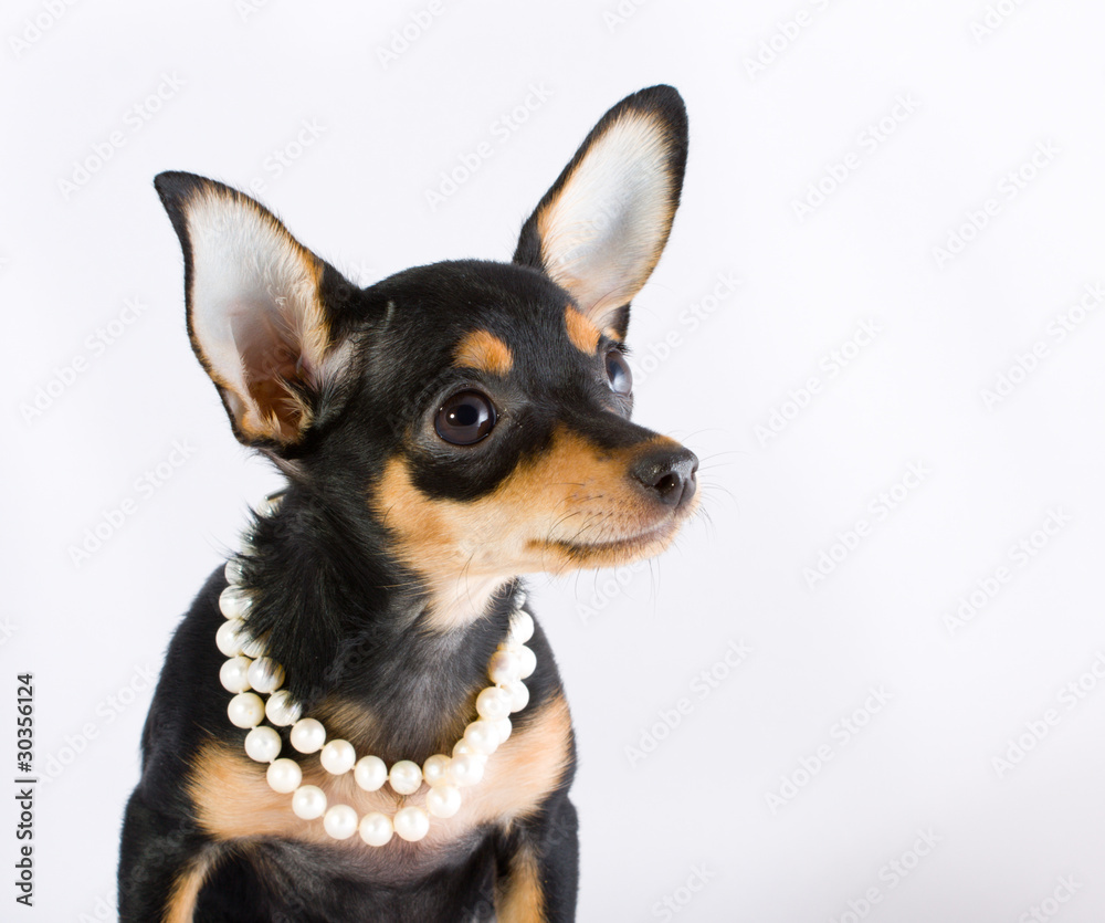 Russian toy terrier Russian toy terrier