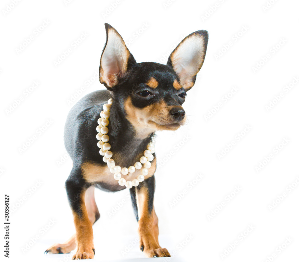 Russian toy terrier