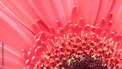 Barbeton Daisy Gerbera Flower photo