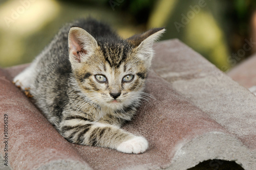 Kätzchen auf Dachziegel © Carola Schubbel