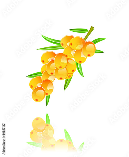 sappy sea-buckthornberries on wine