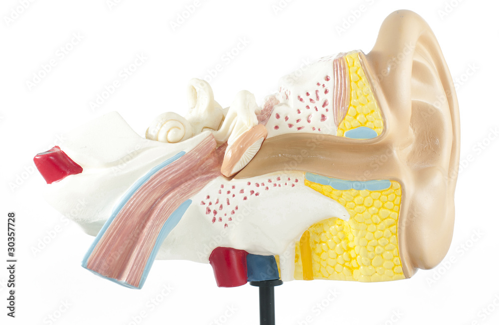 ear