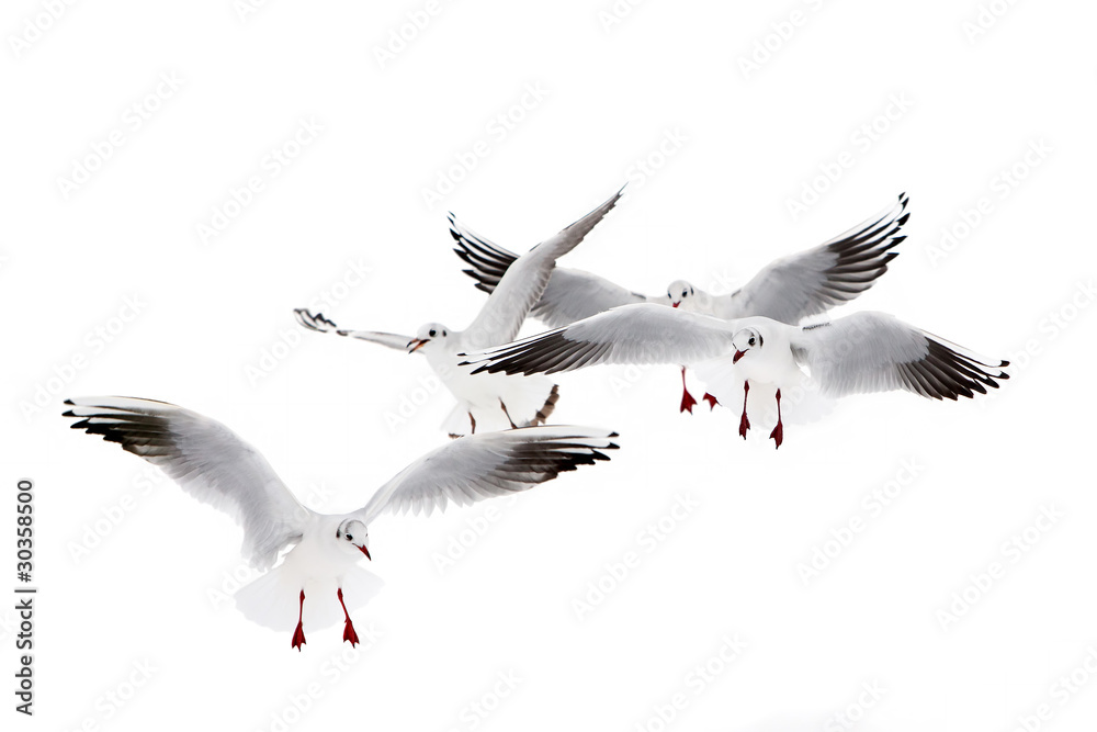 Obraz premium Black-Headed Gulls Flying
