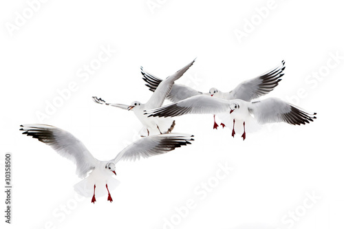 Black-Headed Gulls Flying photo