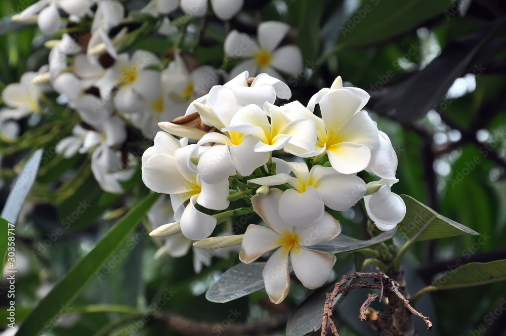 Obraz premium Plumeria flowers