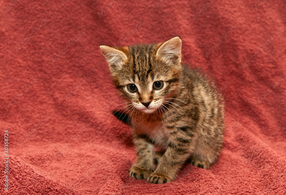 Small tabby Kitten on a brown