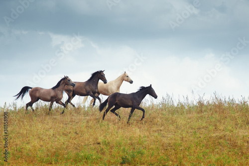 Four running horses in the steppe