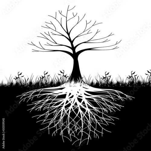 Tree roots silhouette