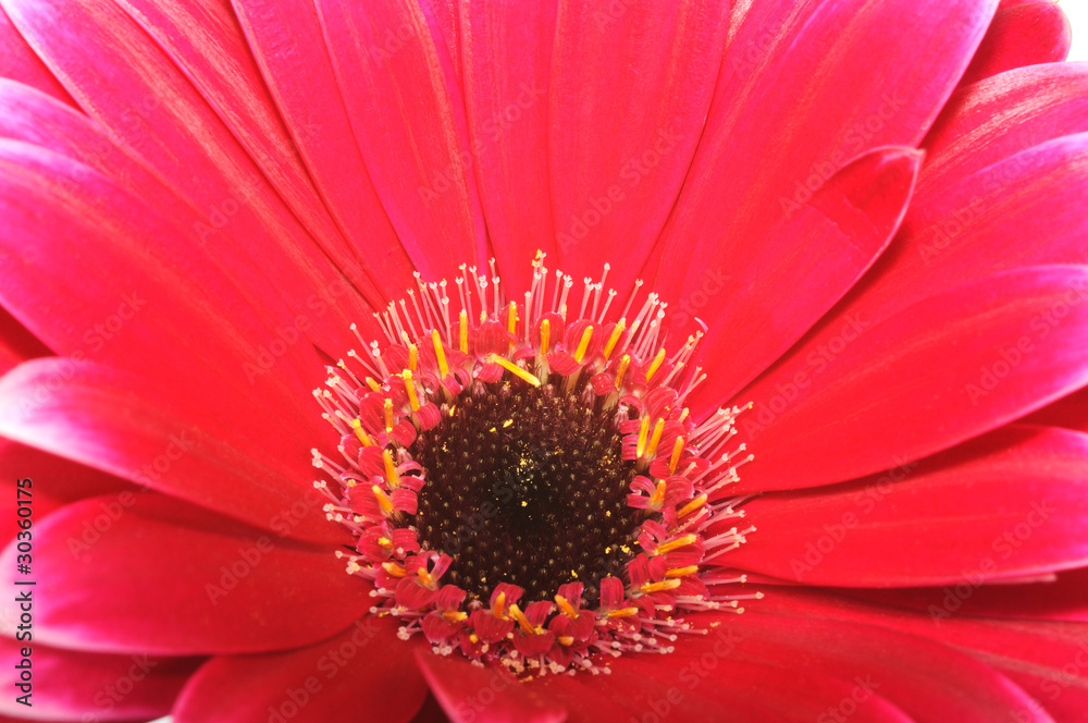 Pink gerbera Pink gerbera