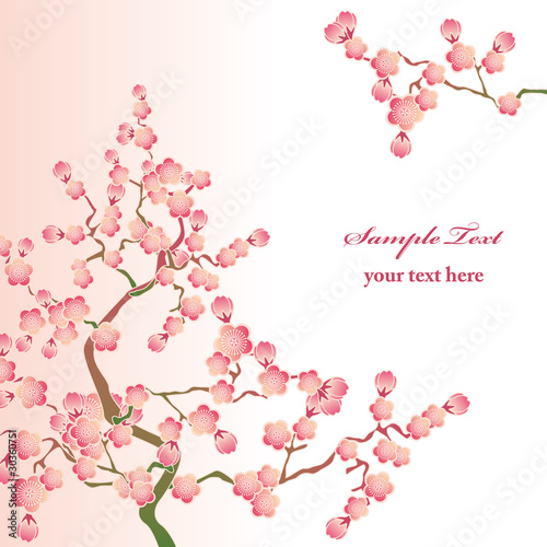 Cherry Blossoms Background