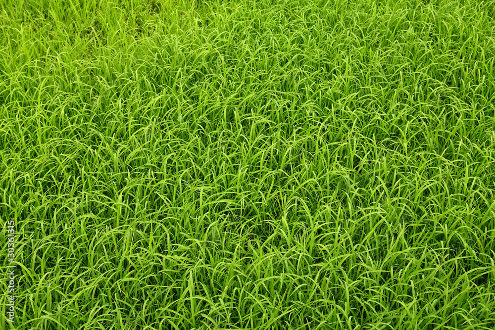 field green rice field green rice