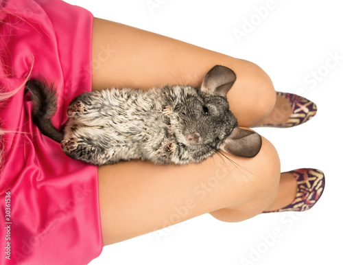 Chinchilla lies on knees of a girl