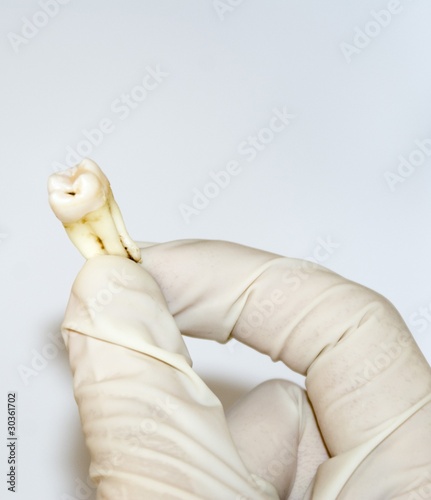 Human tooth photo