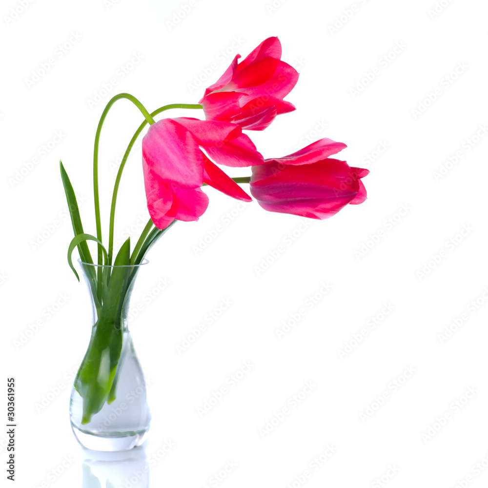 Red tulips isolated