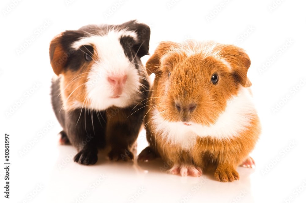 baby guinea pigs baby guinea pigs