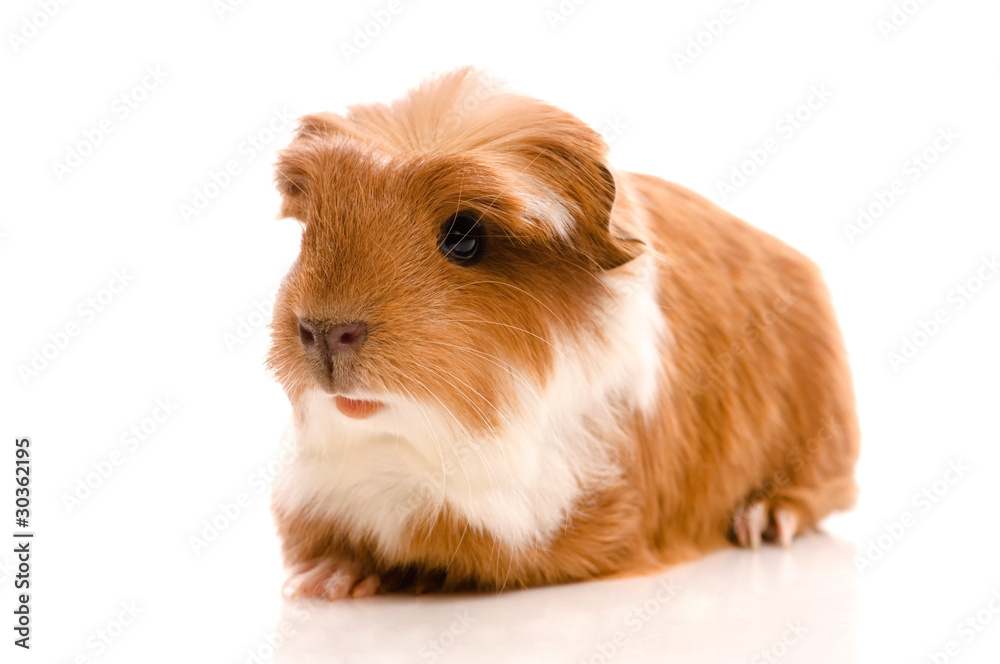 baby guinea pig baby guinea pig